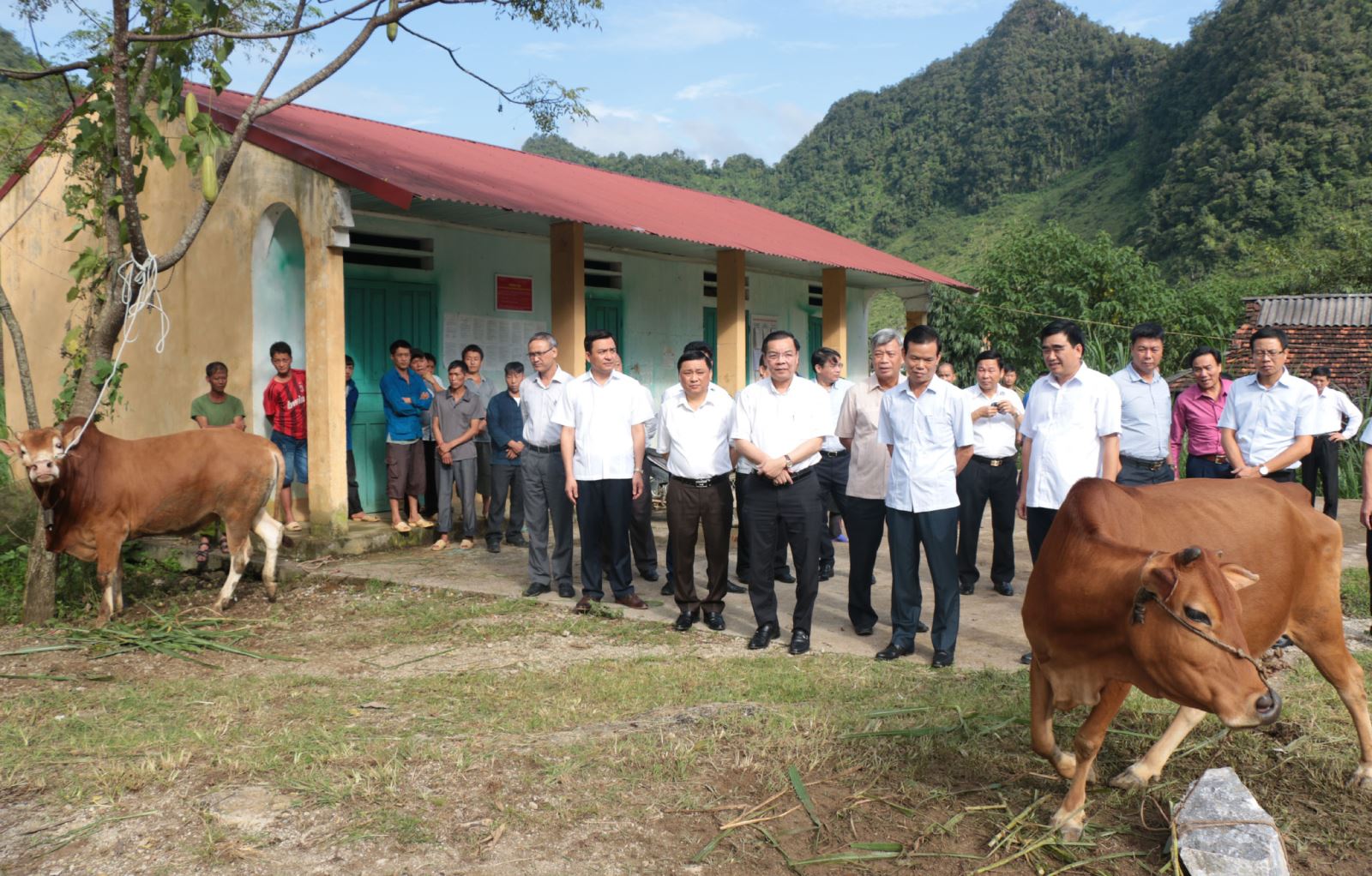 Các đồng chí lãnh đạo tỉnh cùng Đoàn công tác của Bộ KH&CN kiểm tra chương trình thụ tinh nhân tạo cho đàn Bò tại xã Thanh Vân (Quản Bạ) 