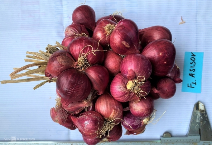 Hành tím thương phẩm từ mô hình nghiên cứu có kích thước lớn, đồng đều. Ảnh: Thảo Chi
