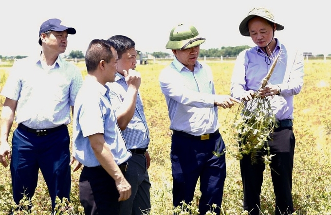 Thứ trưởng Trần Hồng Thái (bên phải) cùng đoàn công tác kiểm tra tại mô hình trồng thử nghiệm cây sâm bố chính. Ảnh: TTTT