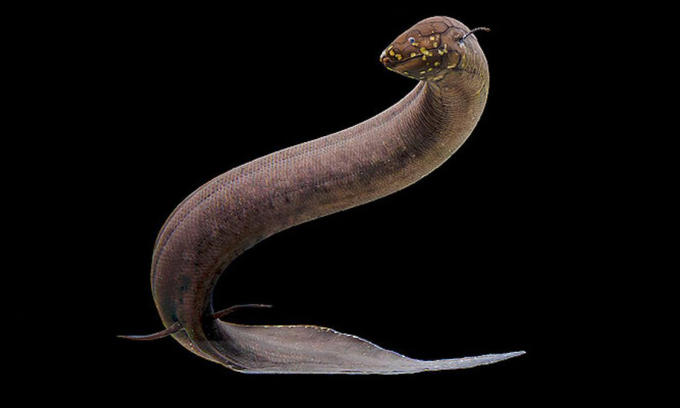 Cá phổi Nam Mỹ có bộ gen lớn nhất trong số các loài động vật từng được kiểm tra. Ảnh: Katherine Seghers/Đại học bang Louisiana