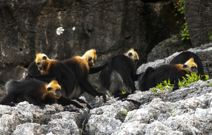 Một đàn Voọc Cát Bà trên vách đá. Ảnh: Mai Sỹ Luân