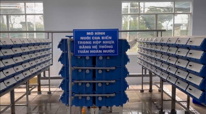 Mô hình nuôi cua biển trong hộp nhựa tại Khu Nông nghiệp Công nghệ cao TP HCM. Ảnh: Hà An