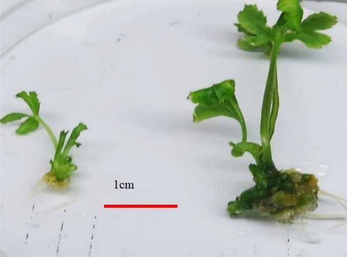 Sâm Ngọc Linh thể đa bội (phải) bên cạnh cây thể lưỡng bội. Ảnh; Nhóm nghiên cứu