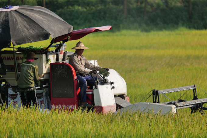 Gặt lúa ở Đông Anh, Hà Nội tháng 5/2023. Ảnh:Ngọc Thành