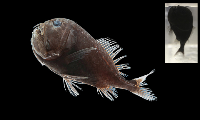 Cá răng nanh thông thường (Anoplogaster cornuta). Ảnh: Karen Osborn/Smithsonian.