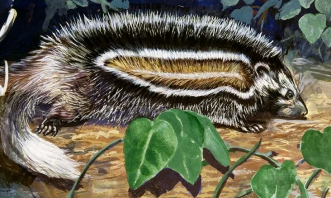 Chuột mào châu Phi. Ảnh: Discover Wildlife